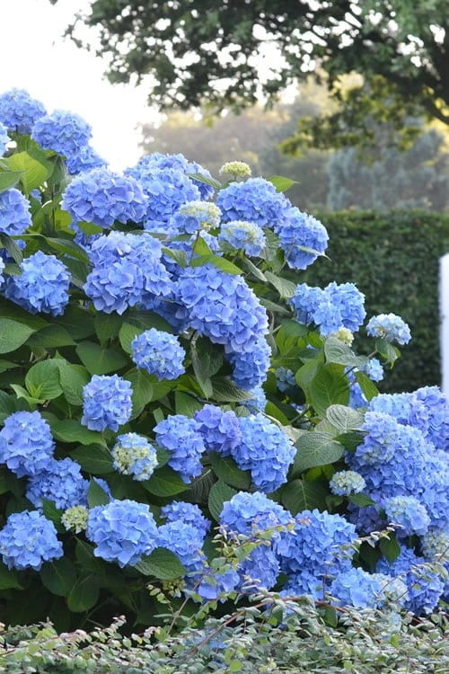 Endless Summer Hydrangea Original - 3 Gallon Pot 1 Endless Summer Hydrangea Original - 3 Gallon Pot