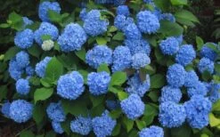 Endless Summer Hydrangea Original - 2 Gallon Pot -Garden Plants Hydrangea Endless Summer Closeup 3 2