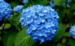 Endless Summer Hydrangea Original - 2 Gallon Pot -Garden Plants Hydrangea Endless Summer Closeup 4