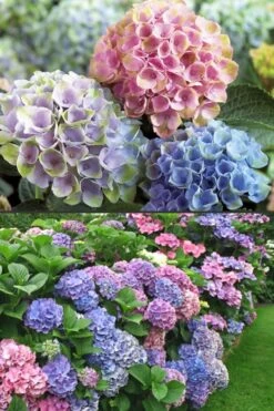 Everlasting Revolution Hydrangea - 1 Gallon Pot 7 Everlasting Revolution Hydrangea - 1 Gallon Pot -Garden Plants Hydrangea Everlasting Revolution 2