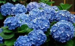 Glory Blue Hydrangea - 1 Gallon Pot -Garden Plants Hydrangea Glory Blue 11