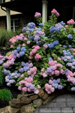 L.A. Dreamin Hydrangea - 3 Gallon Pot -Garden Plants Hydrangea LA Dreamin 5 1