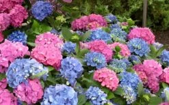 L.A. Dreamin Hydrangea - 3 Gallon Pot -Garden Plants Hydrangea LA Dreamin Blooms 1