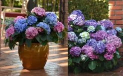 L.A. Dreamin Hydrangea - 3 Gallon Pot -Garden Plants Hydrangea LA Dreamin Blooms 2 1