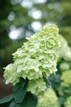 Limelight Prime Hydrangea - 3 Gallon Pot 11 Limelight Prime Hydrangea - 3 Gallon Pot -Garden Plants Hydrangea Limelight Prime 1
