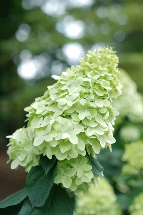 Limelight Prime Hydrangea - 3 Gallon Pot 6 Limelight Prime Hydrangea - 3 Gallon Pot - Image 6