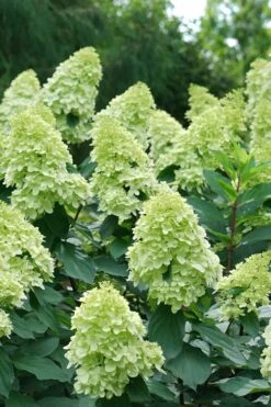 Limelight Prime Hydrangea - 3 Gallon Pot 10 Limelight Prime Hydrangea - 3 Gallon Pot -Garden Plants Hydrangea Limelight Prime 4