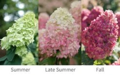Limelight Prime Hydrangea - 3 Gallon Pot 9 Limelight Prime Hydrangea - 3 Gallon Pot -Garden Plants Hydrangea Limelight Prime 6
