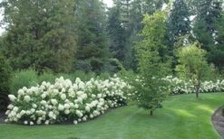 Limelight PeeGee Hydrangea - 7 Gallon Pot (3-4') 13 Limelight PeeGee Hydrangea - 7 Gallon Pot (3-4') -Garden Plants Hydrangea Limelight hedge natural