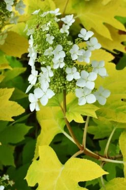 Little Honey Oakleaf Hydrangea - 1 Gallon Pot 9 Little Honey Oakleaf Hydrangea - 1 Gallon Pot -Garden Plants Hydrangea Little Honey 3