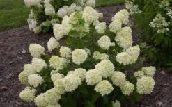 Little Lime Hydrangea - 6 Pack Of 1 Gallon Pots -Garden Plants Hydrangea Little Lime 1