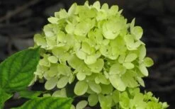 Little Lime Hydrangea - 6 Pack Of 1 Gallon Pots -Garden Plants Hydrangea Little Lime