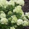 Little Lime Hydrangea - 6 Pack Of 1 Gallon Pots