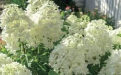 Moon Dance Hydrangea - 2 Gallon Pot -Garden Plants Hydrangea Mood Dance 4