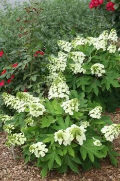Munchkin Dwarf Oakleaf Hydrangea - 1 Gallon Pot -Garden Plants Hydrangea Munchkin 11