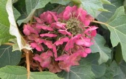 Munchkin Dwarf Oakleaf Hydrangea - 1 Gallon Pot -Garden Plants Hydrangea Munchkin Bloom Closeup