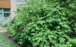 Alice Oakleaf Hydrangea - 3 Gallon Pot -Garden Plants Hydrangea Oakleaf Alice 8