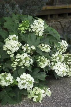 Pee Wee Dwarf Oakleaf Hydrangea - 1 Gallon Pot -Garden Plants Hydrangea Oakleaf Pee Wee 11