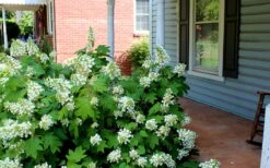 Pee Wee Dwarf Oakleaf Hydrangea - 2 Gallon Pot -Garden Plants Hydrangea Oakleaf Pee Wee 2