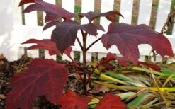Ruby Slippers Dwarf Oakleaf Hydrangea - 1 Gallon Pot 10 Ruby Slippers Dwarf Oakleaf Hydrangea - 1 Gallon Pot -Garden Plants Hydrangea Oakleaf Ruby Slippers Fall Foliage Color