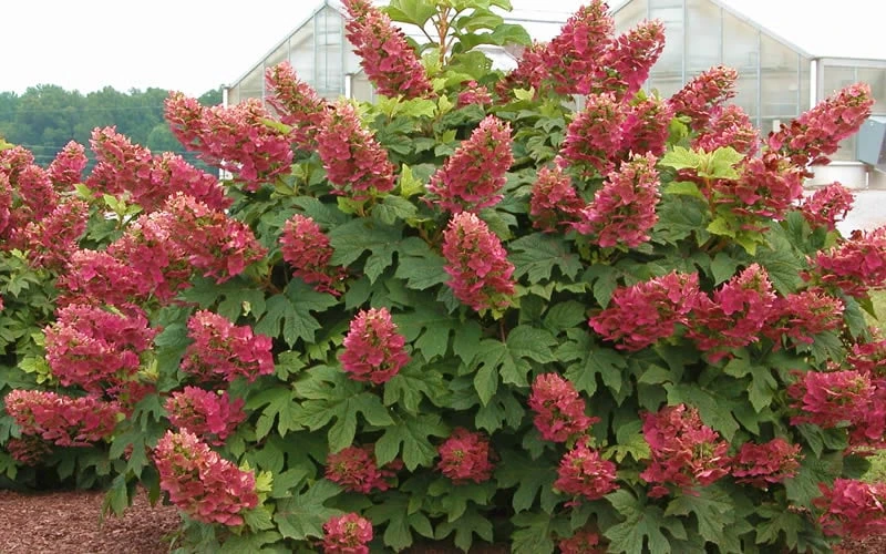 Ruby Slippers Dwarf Oakleaf Hydrangea - 1 Gallon Pot 4 Ruby Slippers Dwarf Oakleaf Hydrangea - 1 Gallon Pot - Image 4