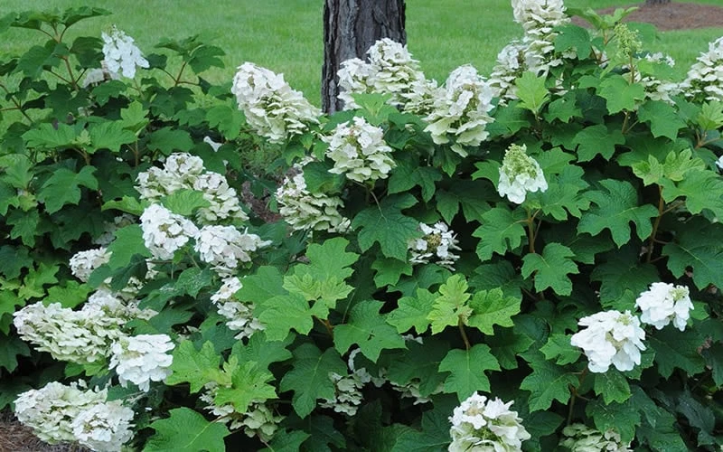 Ruby Slippers Dwarf Oakleaf Hydrangea - 1 Gallon Pot 6 Ruby Slippers Dwarf Oakleaf Hydrangea - 1 Gallon Pot - Image 6