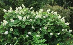 Semmes Beauty Oakleaf Hydrangea - 3 Gallon Pot -Garden Plants Hydrangea Oakleaf Semmes Beauty 10