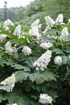 Snow Queen Oakleaf Hydrangea - 2 Gallon Pot -Garden Plants Hydrangea Oakleaf Snow Queen 10 1