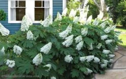 Snow Queen Oakleaf Hydrangea - 2 Gallon Pot -Garden Plants Hydrangea Oakleaf Snow Queen 11 1