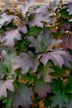 Snow Queen Oakleaf Hydrangea - 2 Gallon Pot -Garden Plants Hydrangea Oakleaf Snow Queen 3 1