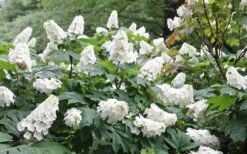 Snow Queen Oakleaf Hydrangea - 3 Gallon Pot -Garden Plants Hydrangea Oakleaf Snow Queen 6 2