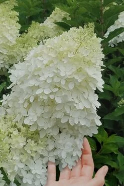 Phantom Hydrangea - 3 Gallon Pot 8 Phantom Hydrangea - 3 Gallon Pot -Garden Plants Hydrangea Phantom 20 1
