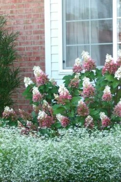 Pinky Winky Hydrangea - 3 Gallon Pot -Garden Plants Hydrangea Pinky Winky 12