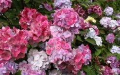Preziosa Multi Color Hydrangea - 3 Gallon Pot -Garden Plants Hydrangea Preziosa 18