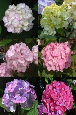 Preziosa Multi Color Hydrangea - 3 Gallon Pot -Garden Plants Hydrangea Preziosa 19