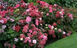 Preziosa Multi Color Hydrangea - 3 Gallon Pot -Garden Plants Hydrangea Preziosa 7