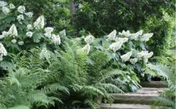 Alice Oakleaf Hydrangea - 3 Gallon Pot -Garden Plants Hydrangea Quercifolia Oakleaf 50