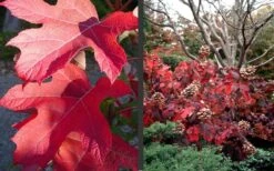 Semmes Beauty Oakleaf Hydrangea - 3 Gallon Pot -Garden Plants Hydrangea Semmes Beauty Fall Foliage Color