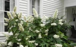 Semmes Beauty Oakleaf Hydrangea - 3 Gallon Pot -Garden Plants Hydrangea Semmes Beauty Home Foundation Planting