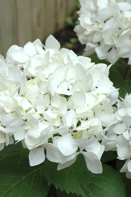 Sister Theresa Hydrangea - 1 Gallon Pot 1 Sister Theresa Hydrangea - 1 Gallon Pot
