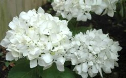 Sister Theresa Hydrangea - 3 Gallon Pot 9 Sister Theresa Hydrangea - 3 Gallon Pot -Garden Plants Hydrangea Sister Theresa 50