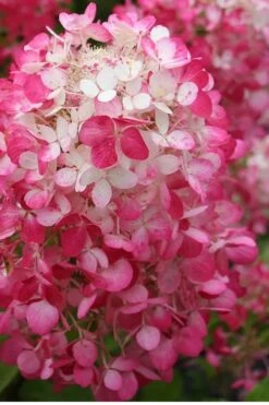 Strawberry Sundae Hydrangea - 1 Gallon Pot -Garden Plants Hydrangea Strawberry Sundae Flower 1 1
