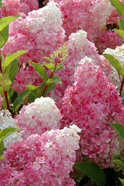 Strawberry Sundae Hydrangea - 3 Gallon Pot -Garden Plants Hydrangea Strawberry Sundae Flowers 3