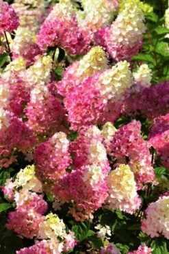 Strawberry Sundae Hydrangea - 1 Gallon Pot -Garden Plants Hydrangea Strawberry Sundae Flowers 5 1