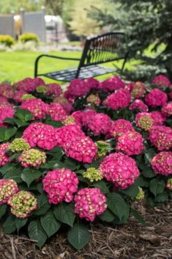 Summer Crush Endless Summer Hydrangea - 2 Gallon Pot 15 Summer Crush Endless Summer Hydrangea - 2 Gallon Pot -Garden Plants Hydrangea Summer Crush Endless Summer 3 2