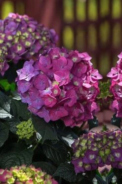 Summer Crush Endless Summer Hydrangea - 2 Gallon Pot 13 Summer Crush Endless Summer Hydrangea - 2 Gallon Pot -Garden Plants Hydrangea Summer Crush Endless Summer 4 2