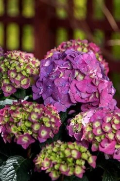 Summer Crush Endless Summer Hydrangea - 7 Gallon Pot -Garden Plants Hydrangea Summer Crush Endless Summer 5 3