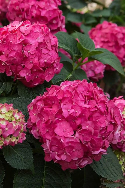 Summer Crush Endless Summer Hydrangea - 6 Gallon Pot (COPY) 4 Summer Crush Endless Summer Hydrangea - 6 Gallon Pot (COPY) - Image 4