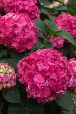 Summer Crush Endless Summer Hydrangea - 2 Gallon Pot 12 Summer Crush Endless Summer Hydrangea - 2 Gallon Pot -Garden Plants Hydrangea Summer Crush Endless Summer 6 2