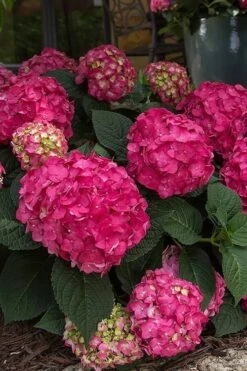 Summer Crush Endless Summer Hydrangea - 1 Gallon Pot -Garden Plants Hydrangea Summer Crush Endless Summer 7